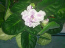 RS- Gercoginea
