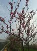 Flori de piersic