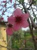 Floare de piersic