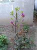 Magnolie ,,Susan,,