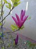Magnolie ,,Susan,,