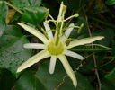 passiflora_herbertiana