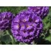 primula-denticulata-lilac