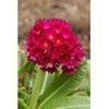 primula-denticulata-rubin