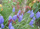 Muscari & Acer Bloodgood (2013, Apr.19)