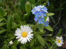 Bellis & Myosotis (2013, April 19)