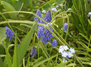 Muscari & Myosotis (2013, April 19)