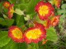 Primula polyanthus Red (2013, April 19)