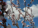 Prunus persica Davidii (2013, April 19)