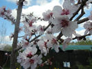Prunus persica Davidii (2013, April 19)