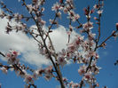 Prunus persica Davidii (2013, April 19)