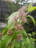 Syringa vulgaris_Lilac (2013, April 18)