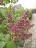 Syringa vulgaris_Lilac (2013, April 20)