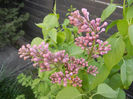 Syringa vulgaris_Lilac (2013, April 20)