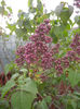 Syringa vulgaris_Lilac (2013, April 20)