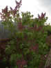Syringa vulgaris_Lilac (2013, April 20)