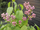Syringa vulgaris_Lilac (2013, April 20)