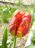 Bright Parrot_TBV tulip (2013, April 19)