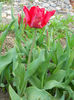 DSCN4167