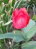 DSCN4195