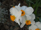 DSCN4204