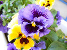 DSCN4213