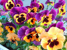 DSCN4216