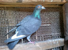 imprumutat
