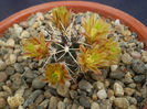 Echinocereus davisii