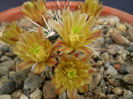 Echinocereus davisii