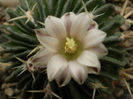 Echinofossulocactus phyllacanthus v. violaciflorus