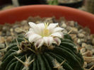 Echinofossulocactus phyllacanthus v. violaciflorus