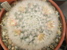 Mammillaria bocasana multilanata