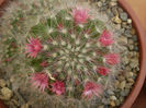 Mammillaria bocasana f. roseiflora