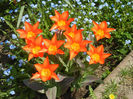 Tulipa Juan (2013, April 23)