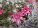 Mammillaria bocasana f. roseiflora