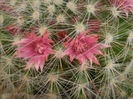 Mammillaria bocasana f. roseiflora