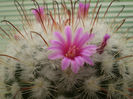 Mammillaria bombycina