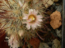 Mammillaria cowpere rubrispina