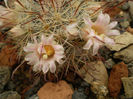 Mammillaria cowpere rubrispina