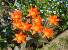 Tulipa Juan (2013, April 23)