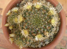 Mammillaria crinita ssp. wildii