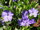 Vinca Minor