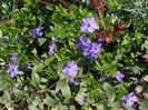 Vinca Minor