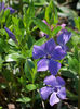 Vinca Minor