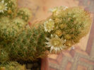 Mammillaria elongata