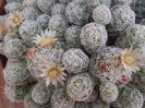 Mammillaria gracilis