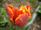Tulipa Bright Parrot (2013, April 21)