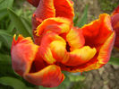 Tulipa Bright Parrot (2013, April 21)