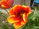 Tulipa Bright Parrot (2013, April 21)